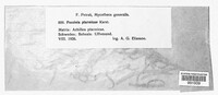 Puccinia ptarmicae image